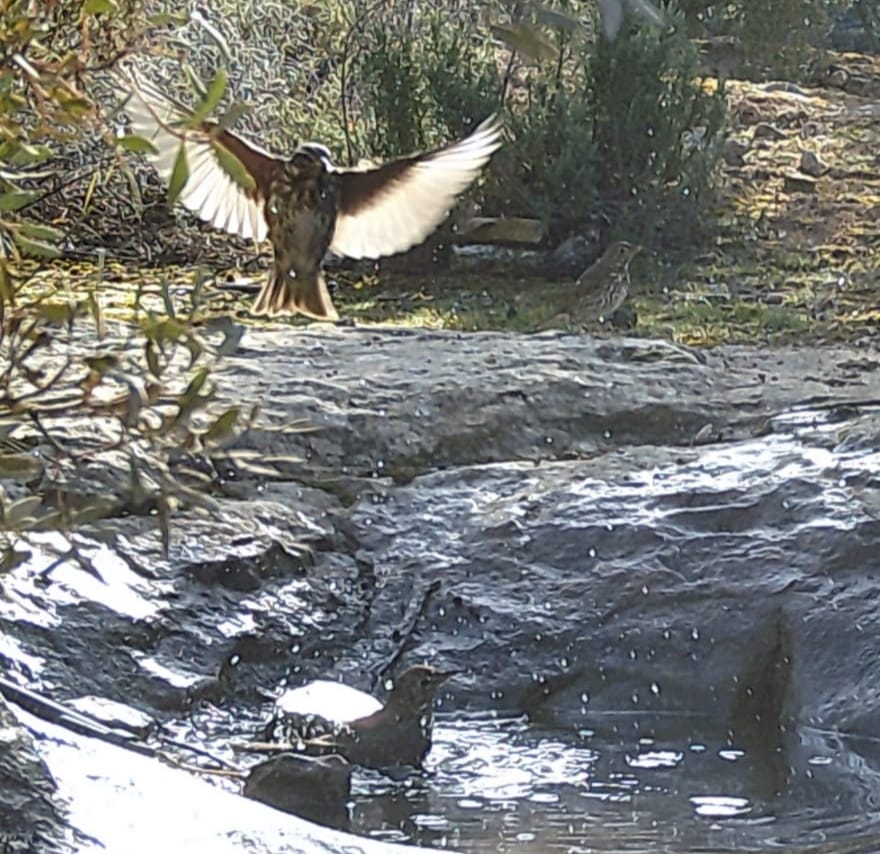 IMG-20251009-WA0003